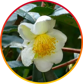 camelia sinensis