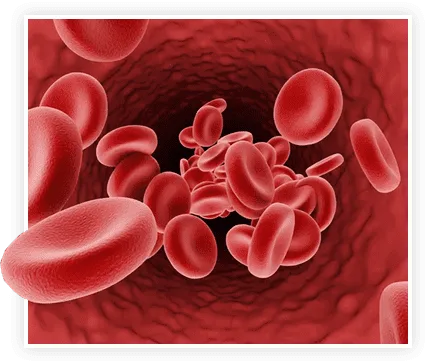 rbc-image • Lord Lifestyle